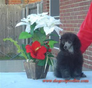 SilverToyPoodlePuppies